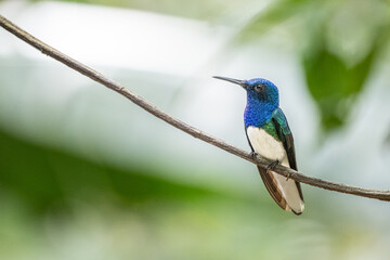 hummingbird 2