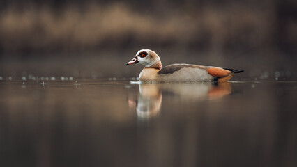 Nilgans (Alopochen aegyptiaca) auf einem Fluss