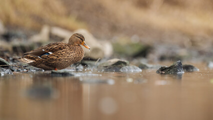 Stockenten (Anas platyrhynchos) auf einem Fluss