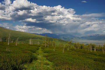 Mountain landscape of green spring hill with green bush and small trees on the background of high range under blue sky Altai Siberia Russia