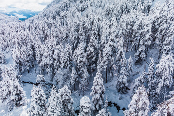Winter forest with alpine trees covered with snow. Snowy evergreen spruce forest. Alpine landscape. Vacations, travel, nature and tourism concept.