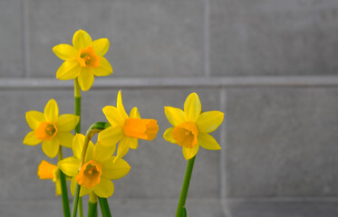 Narcissus on a gray wall background.Yellow daffodils spring flowers.Springtime concept for design with copy space.Selective focus.