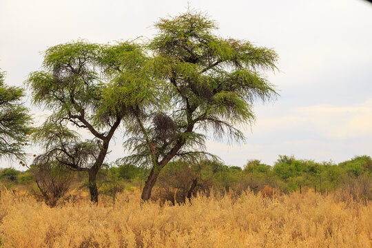 Beautiful african landscape, Waterberg Plateau National Park, Namibia.