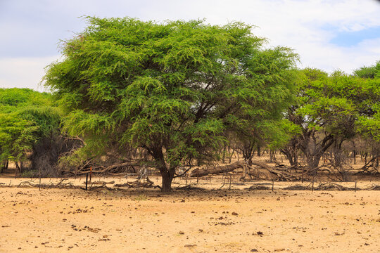Beautiful african landscape, Waterberg Plateau National Park, Namibia.