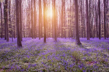Beautiful spring forest with bluebells. Early morning in the forest.