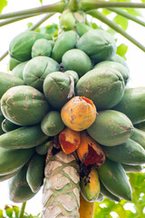 Papaya tree, Papaya tree laden with fruits and with some fruits eaten by birds, natural light, selective focus.