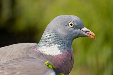 Close up portrait of a pigeon with great eye detail