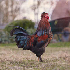 Red brown rooster crows on farm