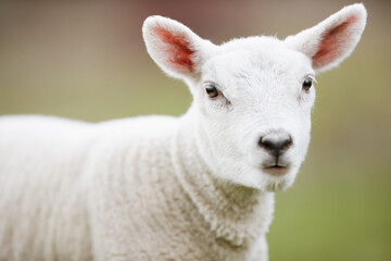 Close up head shot of young white lamb