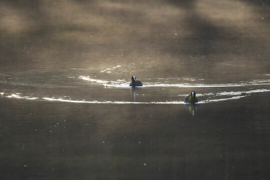 hazy lake scenery with Eurasien coots ploughing their way through the water