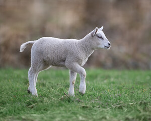 Obraz premium Young white lamb steps in prairie