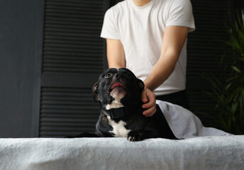 Staffordshire bull terrier dog lies on a massage table massage master makes a dog rehabilitation massage