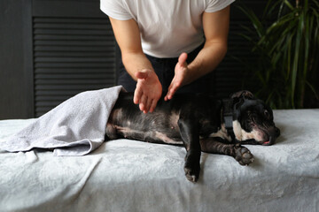Staffordshire bull terrier dog lies on a massage table massage master makes a dog rehabilitation...