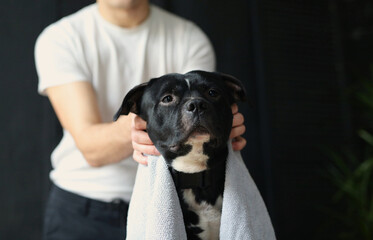 Staffordshire bull terrier dog lies on a massage table massage master makes a dog rehabilitation massage