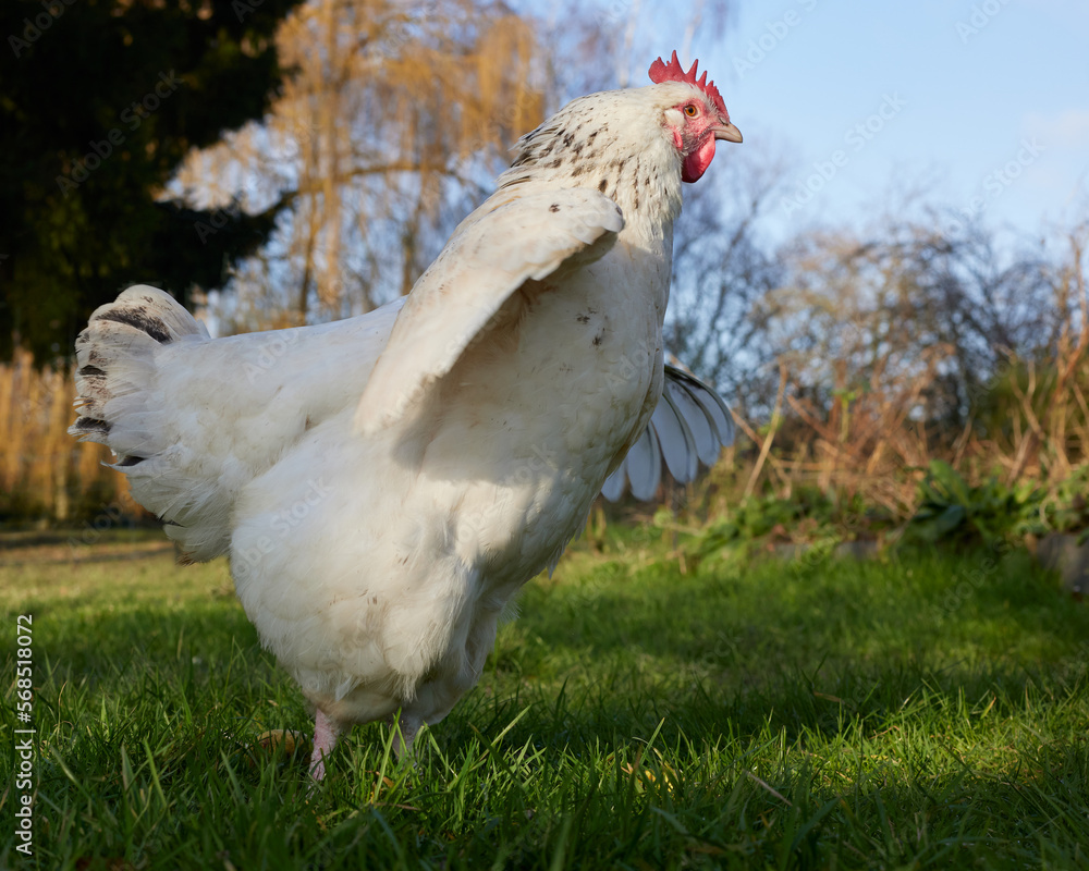 Wall mural White young rooster free range spread wings