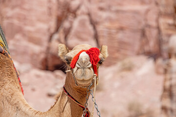 Headshot of a domesticated camel in the desert