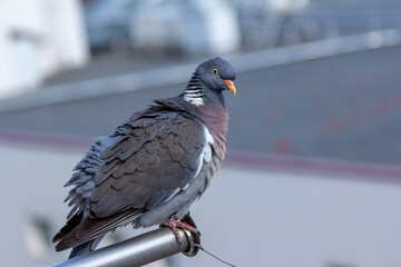 
Close up gray pigeon - Columba palumbus with red beak, colorful fluff feather and angry eyes
