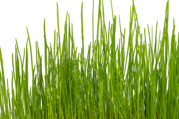 green grass with water drops isolated