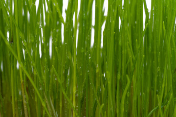 Fototapeta na wymiar green grass with water drops isolated