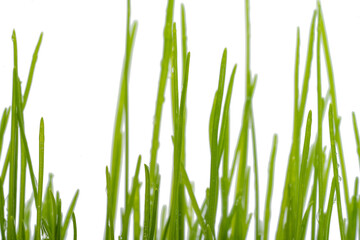 green grass with water drops isolated