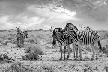 Fototapeta na wymiar Black and white photo of Burchell's zebras in Etosha National Park, Namibia