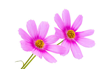 cosmea flowers isolated