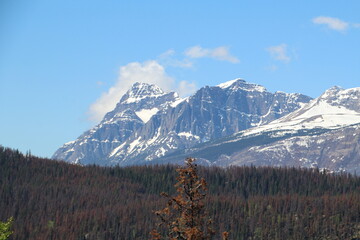 Fototapeta premium Spring Peak, Jasper National Park, Alberta