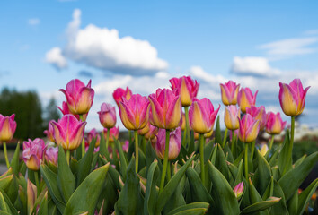 many tulips in the park in spring