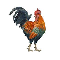 Beautiful cock isolated on a white background. Watercolor illustration of poultry. Farm animal. A bright and colorful rooster. Poultry farming. Suitable for packaging, design, farmer, eco, menu, food.
