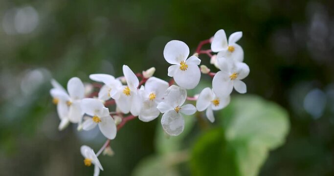 Close up view of Jamaican Begonia flowers swaying to breeze.