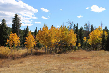 A golden aspen tree meadow with blue sky and clouds in Colorado