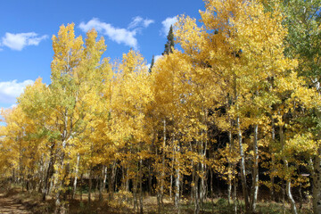 Beautiful lane of Aspen trees during Fall season in Colorado