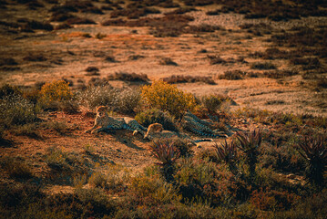 Cheetahs in South Africa, Garden Route National Park