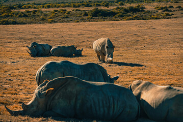 Rhino Family in South Africa