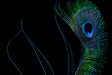 Peacock Feather against a Black Backdrop CU