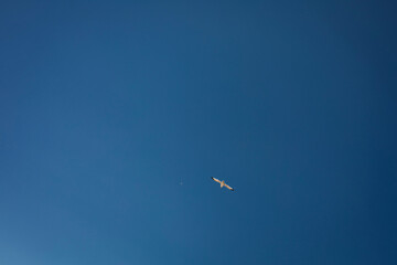 Fototapeta na wymiar Gull in the sky