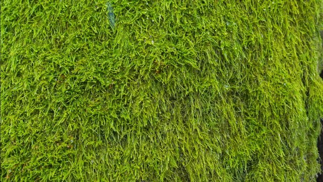 Dense green moss texture covering tree trunk shady side in spring forest. Natural mossy pattern outdoor. Environment concept.