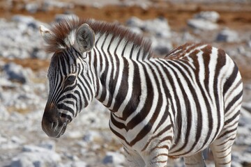 Fototapeta na wymiar Zebrafohlen (Equus quagga) am Wasserloch Kalkheuwel im Etoscha Nationalpark in Namibia. 