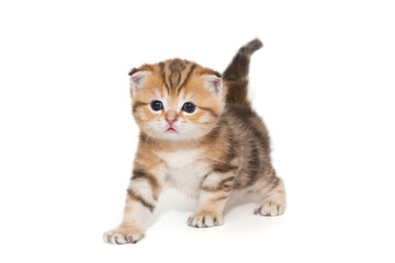 Small Scottish fold kitten