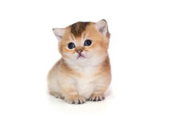 Small Scottish kitten, aged one month