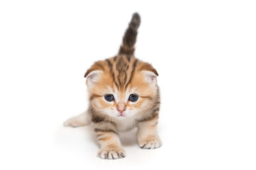 Small Scottish fold kitten