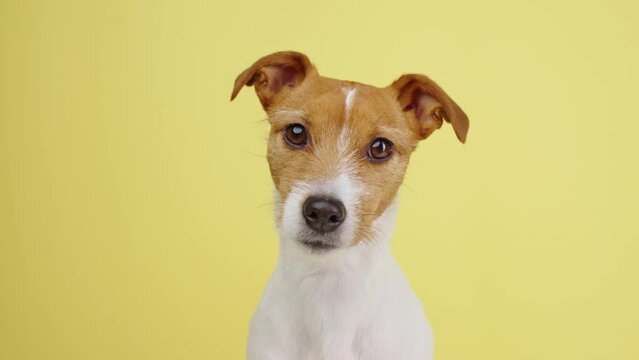 Curious interested dog looks into camera and turns his head in different directions. Jack russell terrier closeup portrait on yellow background. Funny pet