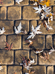 Yellowed fallen maple leaves on the sidewalk