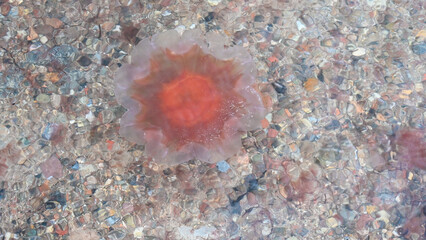 Naklejka na ściany i meble Lion's Mane Jellyfish swim in Baltic sea. Jellyfish floating underwater. 