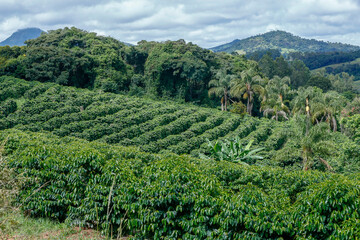 Naklejka premium Rural landscape with coffee plantation in countryside of Minas Gerais state, Brazil