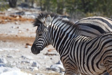 Zebrafohlen (Equus quagga) am Wasserloch Kalkheuwel im Etoscha Nationalpark