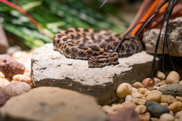 Snake