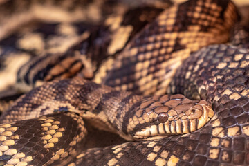 close up of a python