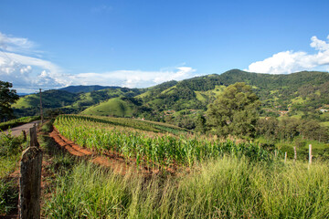 Fototapeta na wymiar Rural landscape with corn plantation and Mantiqueira mountain range on background. Minas Gerais state, Brazil
