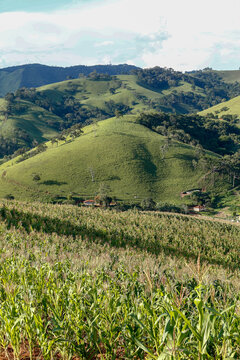 Rural landscape with corn plantation and Mantiqueira mountain range on background. Minas Gerais state, Brazil